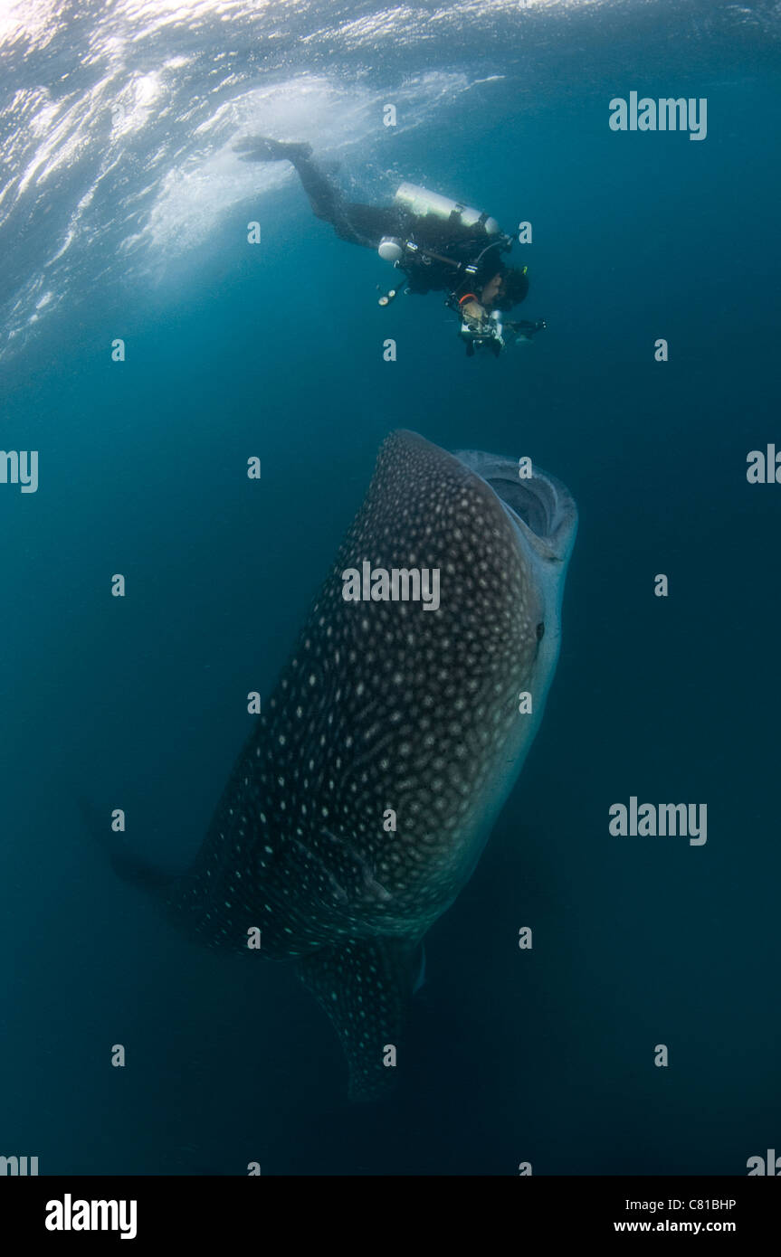 Squalo Balena nelle Maldive, subacqueo, fotografo, fotocamera, acqua poco profonda, fare snorkeling e scuba, oceano, alimentazione plancton, oceano, fotosub Foto Stock