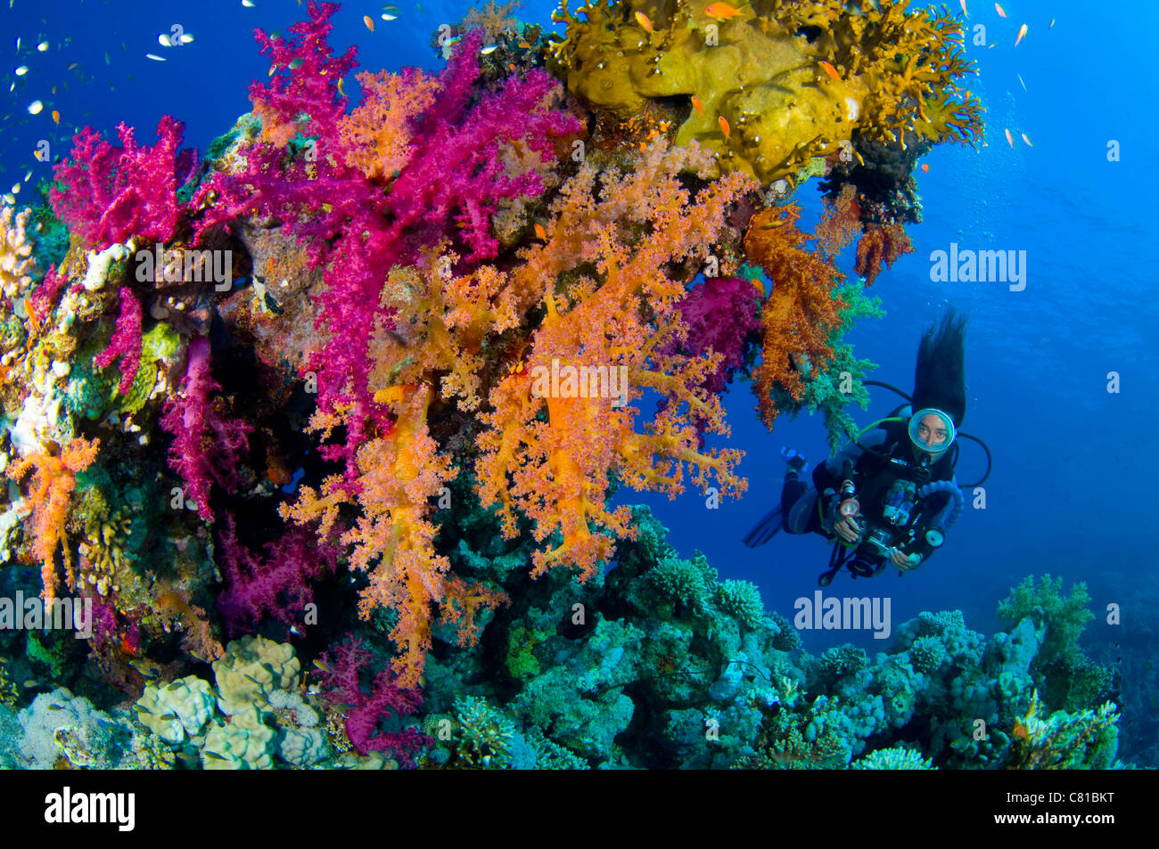 Immersioni in Mar Rosso, subacqueo, femmina sub tropical reef, Coral reef, scuba, oceano, colorato, acqua azzurra, maschera ovale, sul mare Foto Stock
