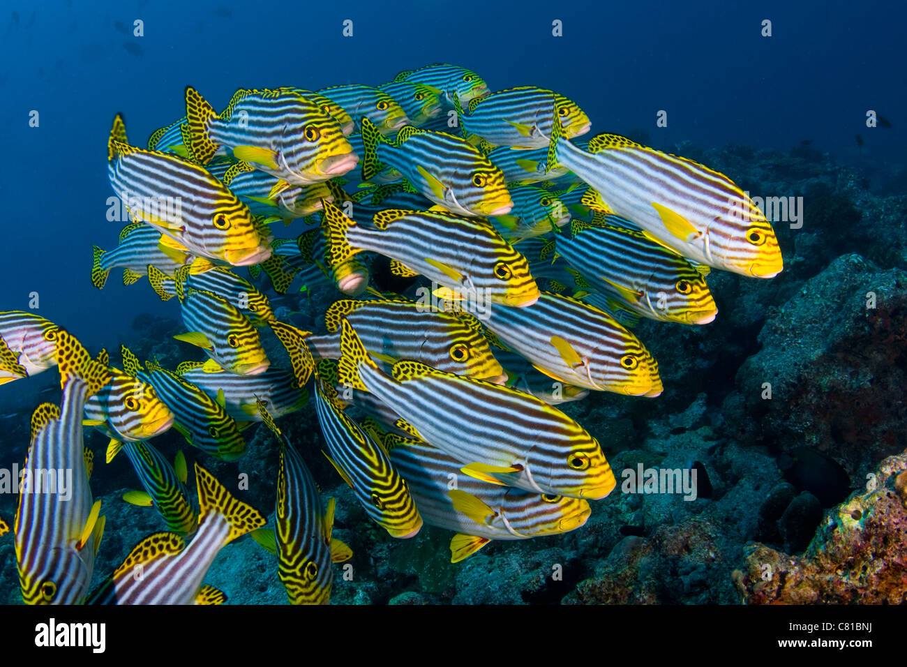 Maldive subacquea e la vita di mare e pesce, scuola di pesce, dolci labbra di pesce, acqua azzurra, fotosub, oceano mare, reef tropicali, scuba, Foto Stock
