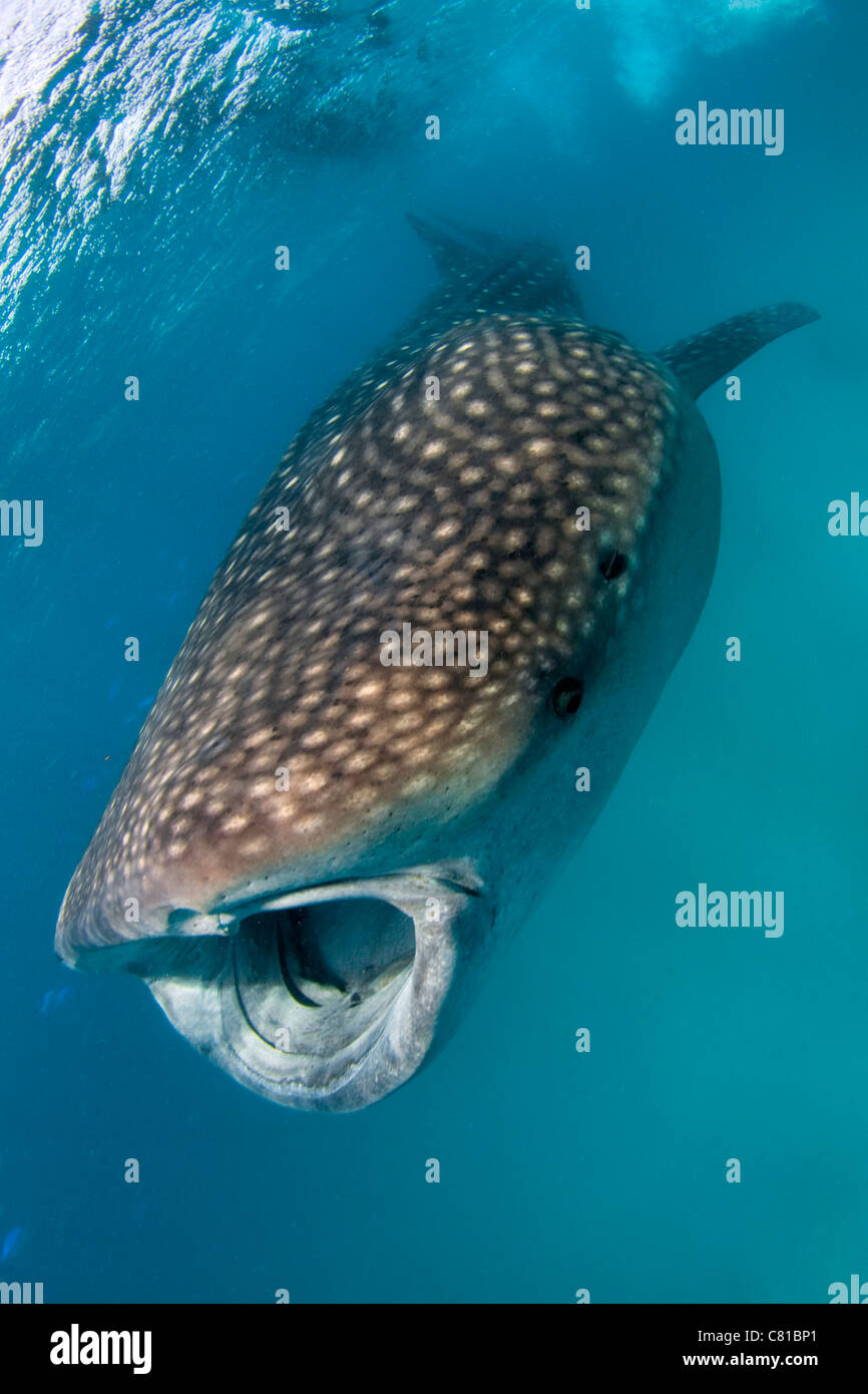 Squalo Balena nelle Maldive, squalo, a bocca aperta, acqua poco profonda, acqua azzurra, acqua chiara, snorkelling, sull'oceano, sul mare, scuba diving, Hanifaru Foto Stock