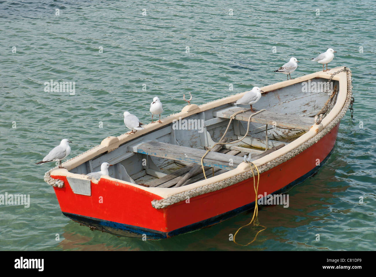 Gabbiani arroccato su una barca a remi nel dock Foto Stock