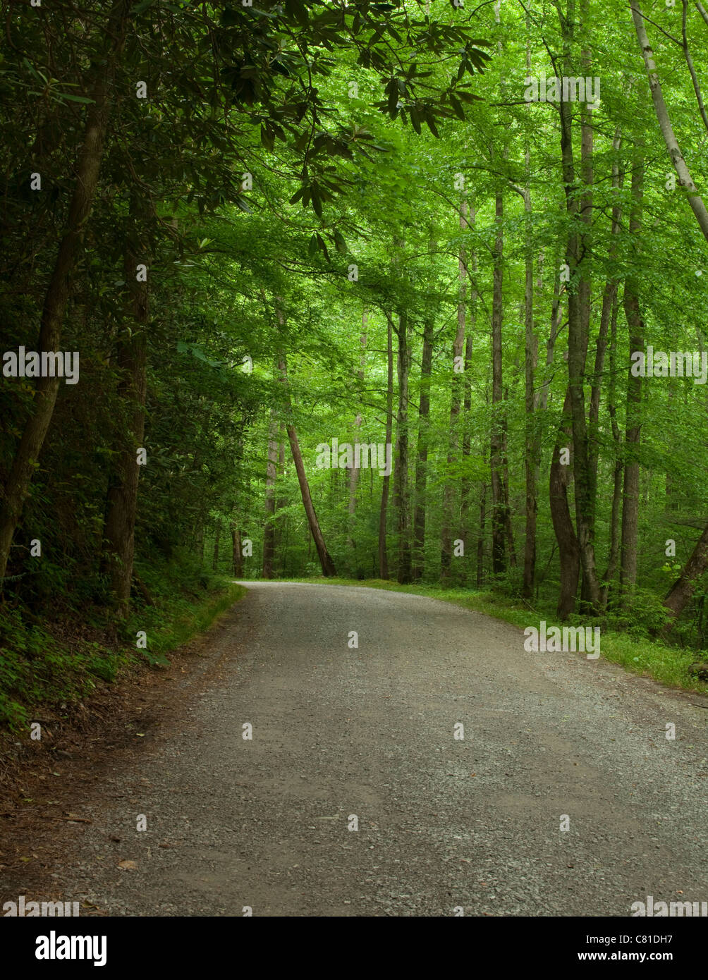 Sentiero strada grandi smokies immagini e fotografie stock ad alta ...
