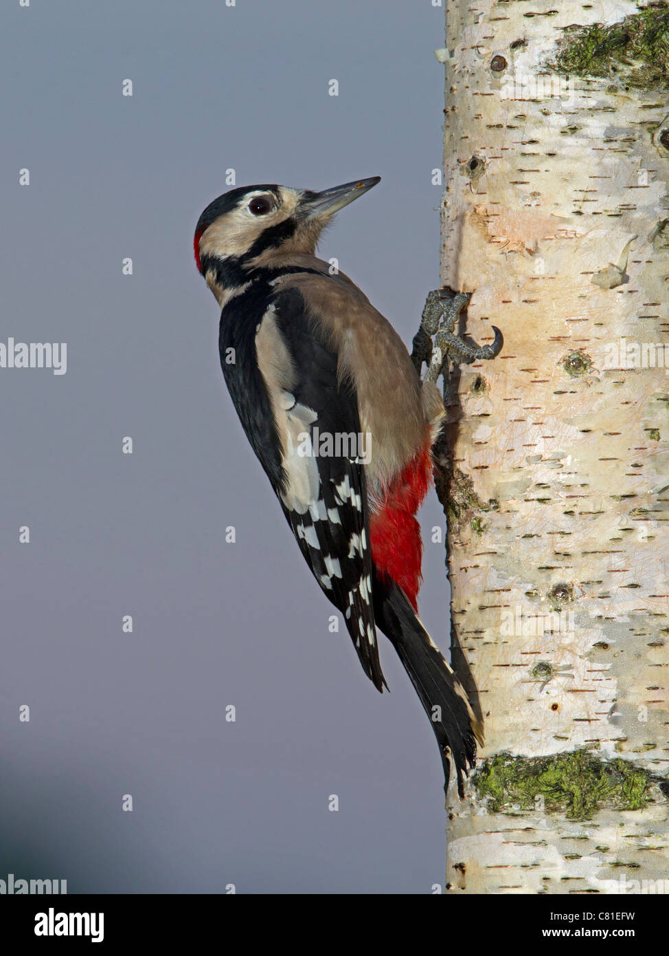 Picchio rosso maggiore su argento tronco di betulla Foto Stock