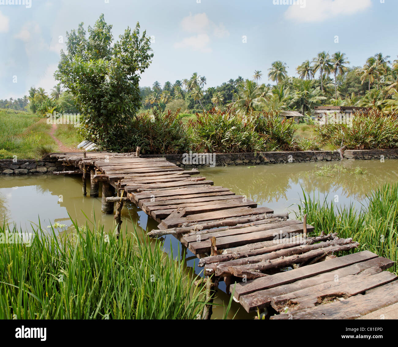 Pericoloso il radicamento passerella pedonale erba lungo i campi di riso campagna masserie fattorie paesaggio fluviale iirrigation Foto Stock