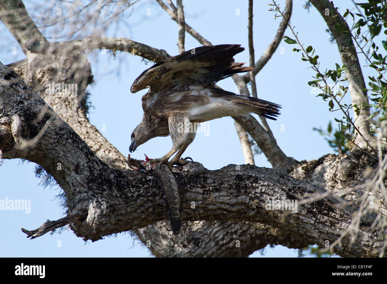 A testa grigia Aquila pesce (Ichthyophaga ichthyaetus) mangiando un pesce Snakehead a Yala NP, Sri Lanka Foto Stock