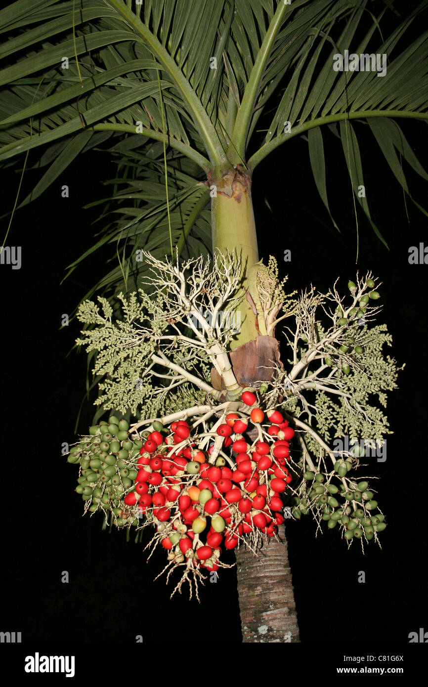 Noci di arec Palm Areca catecù che mostra il dado mature mazzetto Foto Stock
