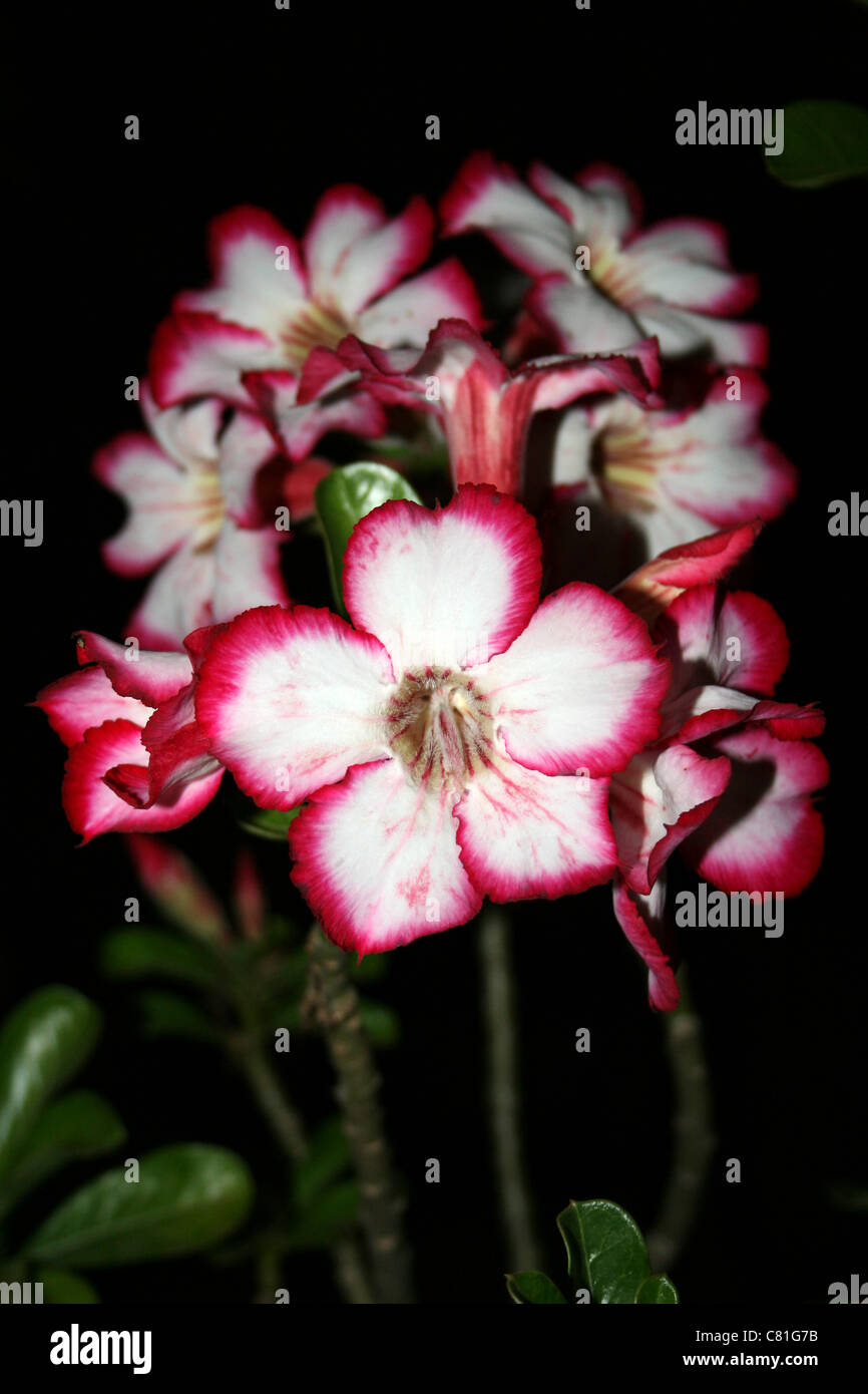 Impala Lily Adenium obesum var. multiflorum Foto Stock