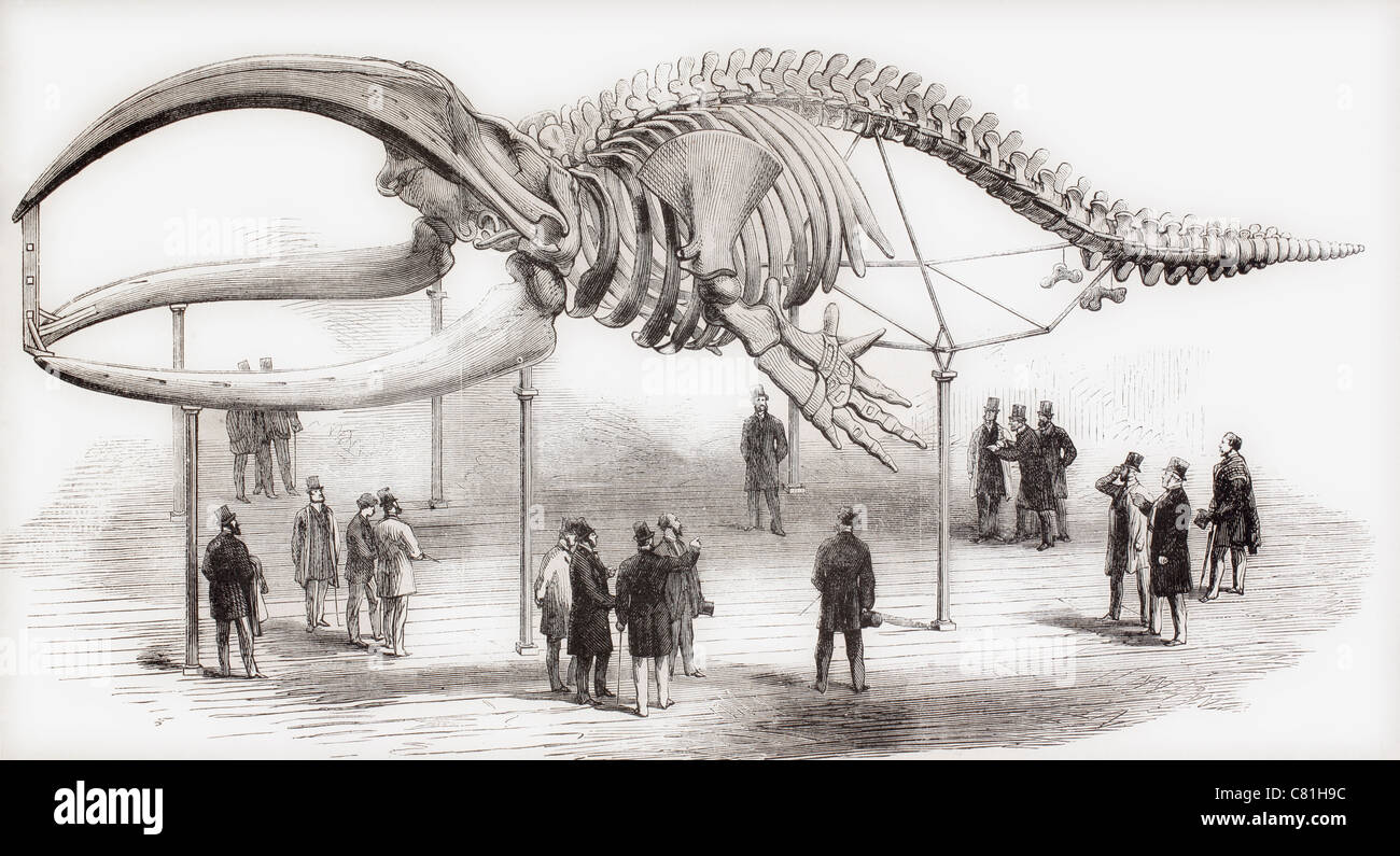 Lo scheletro di una balena visto nel Royal College of Surgeons a Londra in Inghilterra verso la metà del XIX secolo. Foto Stock