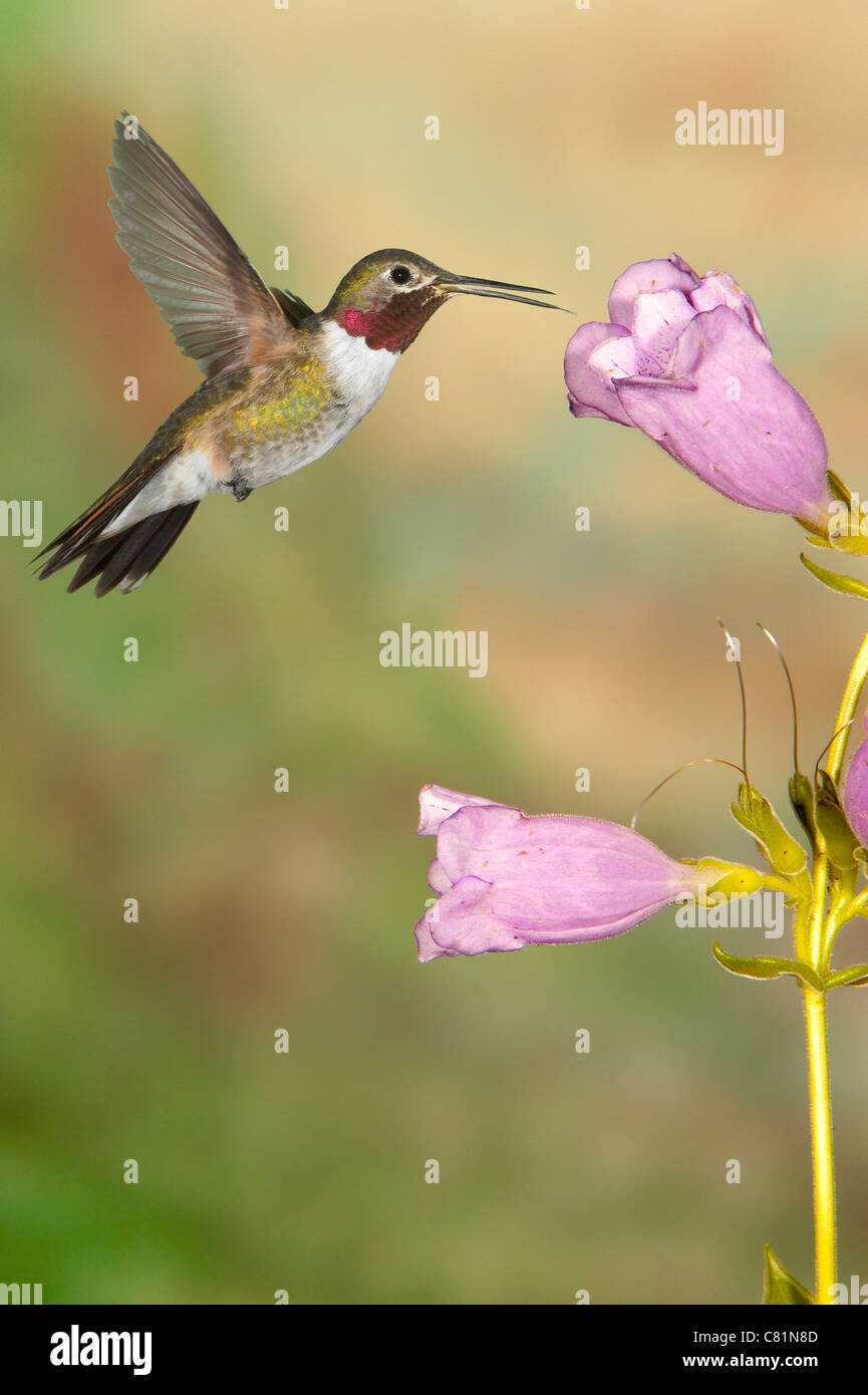 Ampia-tailed Hummingbird Selasphorus platycercus maschio Gila National Forest Foto Stock