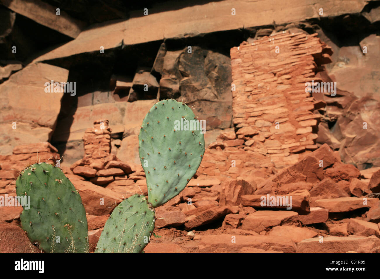 Coda di castoro cactus con Honanki rovine in background Foto Stock