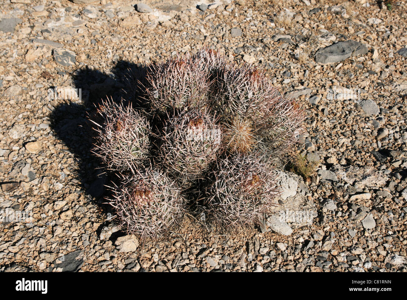 Desert Cactus mazzetto su una superficie piatta e piana di ghiaia Foto Stock