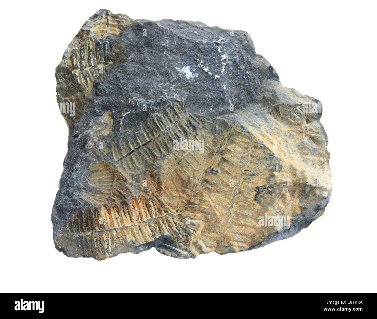 Antico fossile di felce in roccia argillosa isolato su bianco Foto Stock