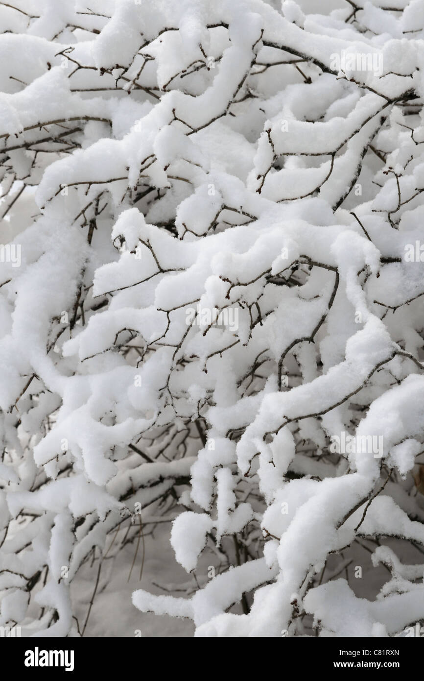L'immagine verticale della coperta di neve rami e ramoscelli Foto Stock