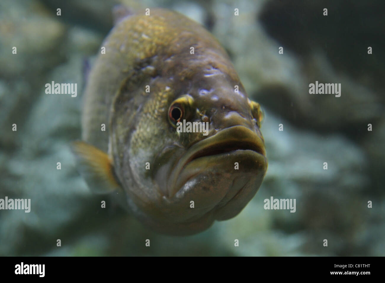 Largemouth bass underwater guardando verso la telecamera Foto Stock