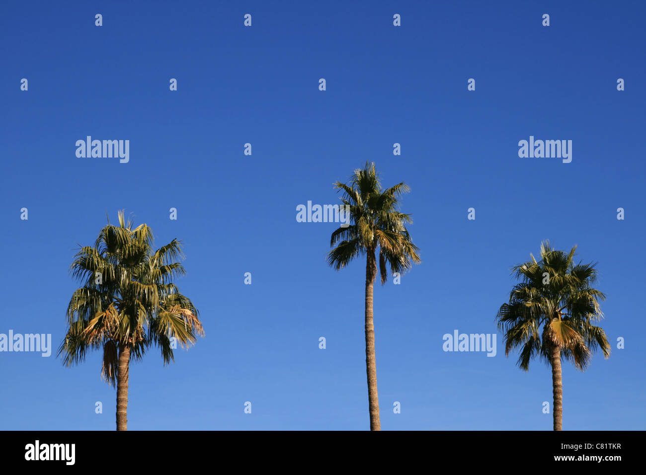 Ventilatore a tre alberi di palma contro un cielo blu chiaro Foto Stock
