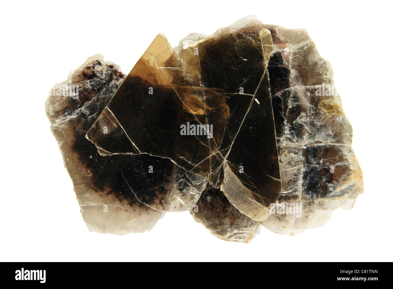 Campione di mano di dark phlogopite mica minerale foglio isolato su bianco Foto Stock