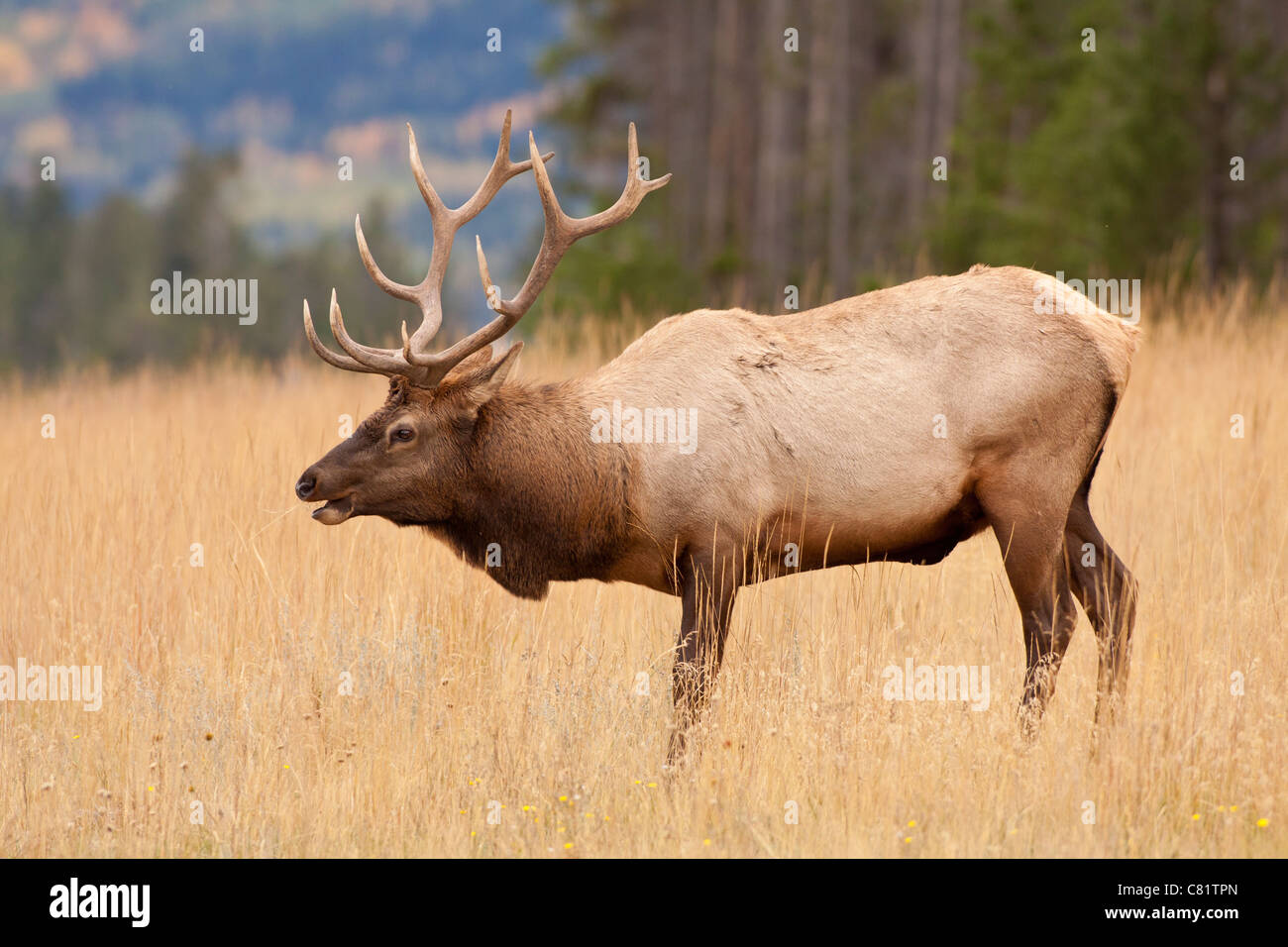 Grandi bull elk durante l autunno annuale solchi di stagione-Jasper National Park, Alberta, Canada. Foto Stock