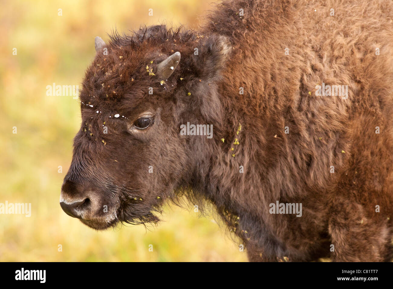 Young American Plains bison closeup ritratto-Elk Island National Park, Alberta, Canada. Foto Stock
