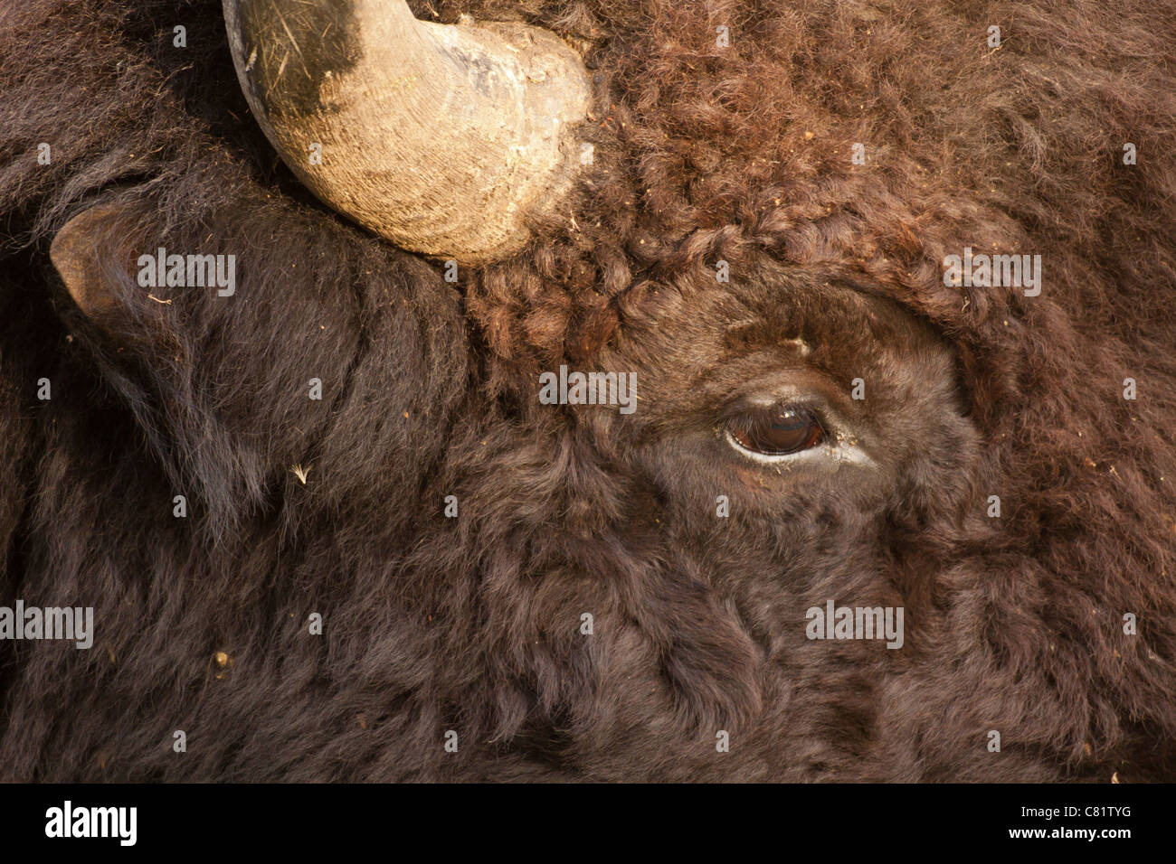 American Plains bison closeup ritratto-Elk Island National Park, Alberta, Canada. Foto Stock