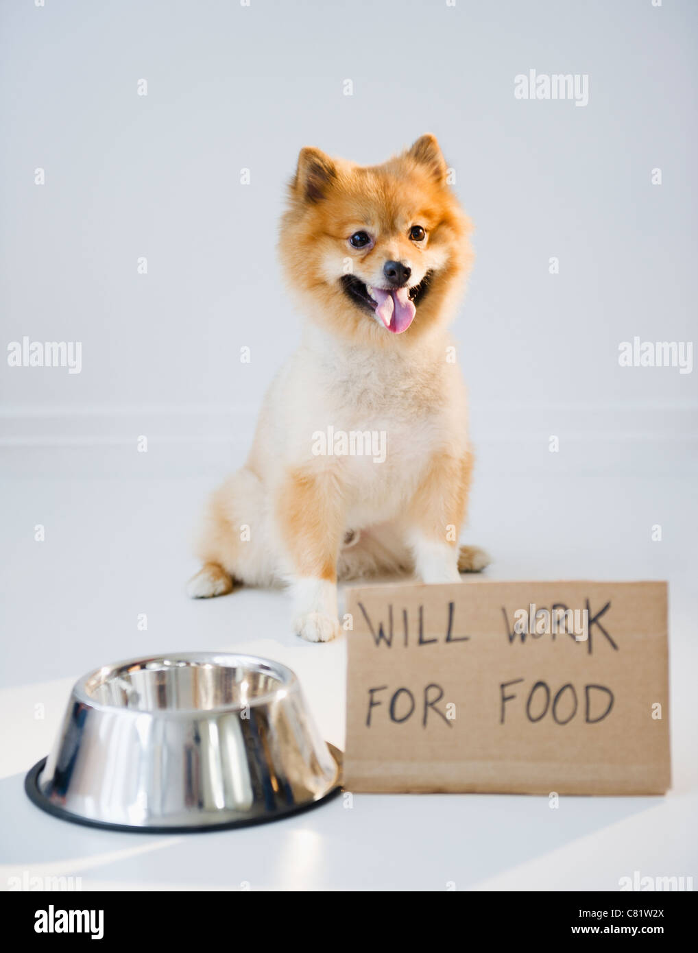 Cane di Pomerania accanto al segno lavorerà per alimenti Foto Stock