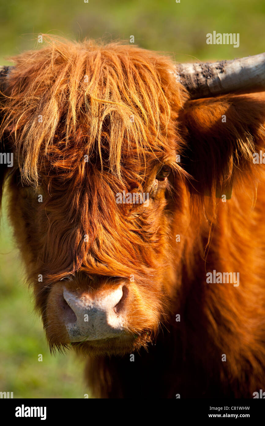 Highland Cow - Kyloe Breed (Bos Taurus), in fattoria vicino a Franklin, Tennessee, Stati Uniti Foto Stock