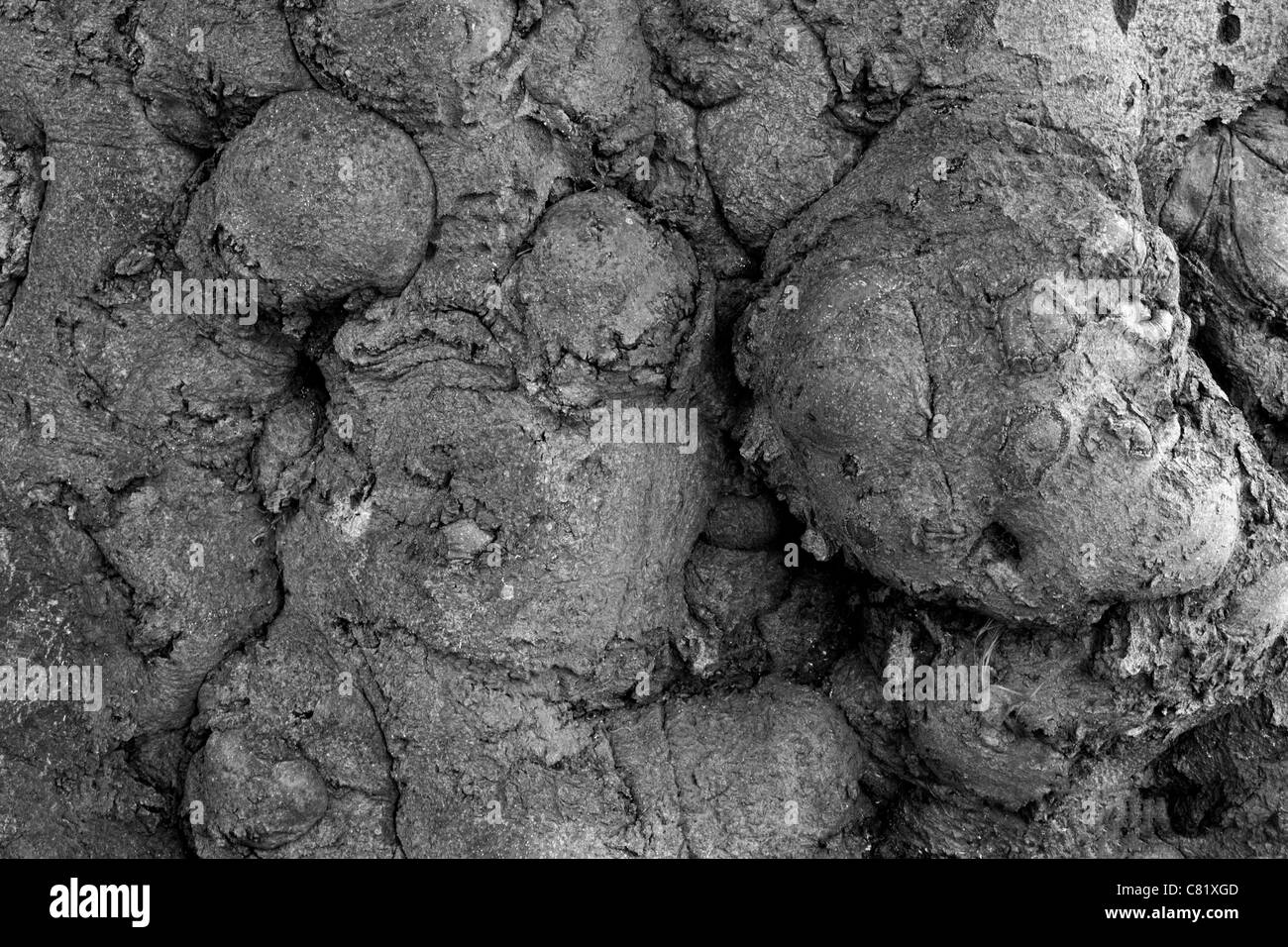 Tronco di albero; antiche; weathered; legno; albero; knobbly; patterns; abstract; ruvido; vecchio solido; Foto Stock Tronco di albero; antiche; weathered; legno; albero; knobbly; patterns; abstract; ruvido; vecchio solido; Foto Stock