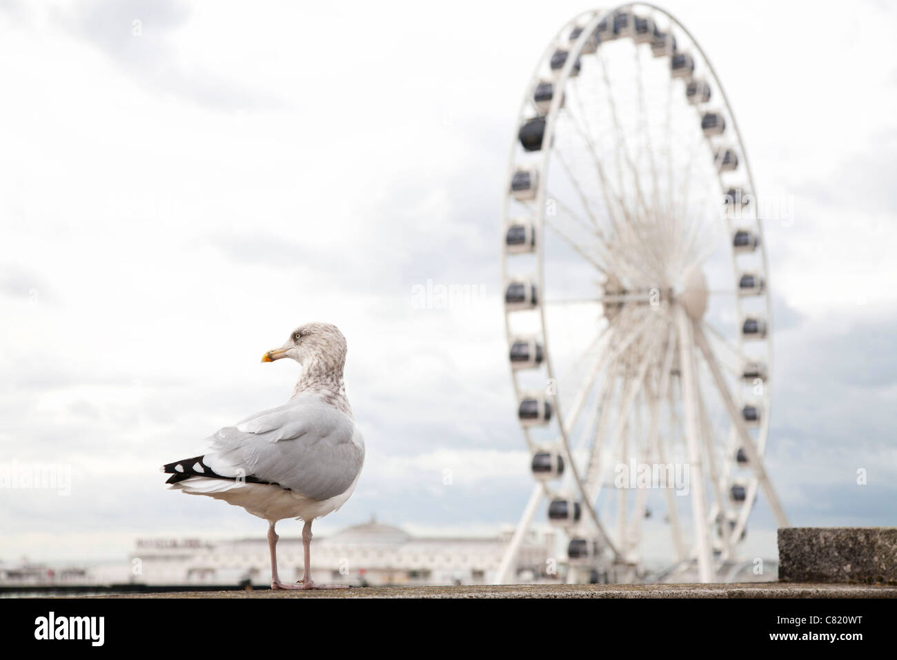 Un gabbiano sorge nei pressi del Brighton ruota sotto la costruzione due settimane prima dell'apertura al pubblico. Foto Stock