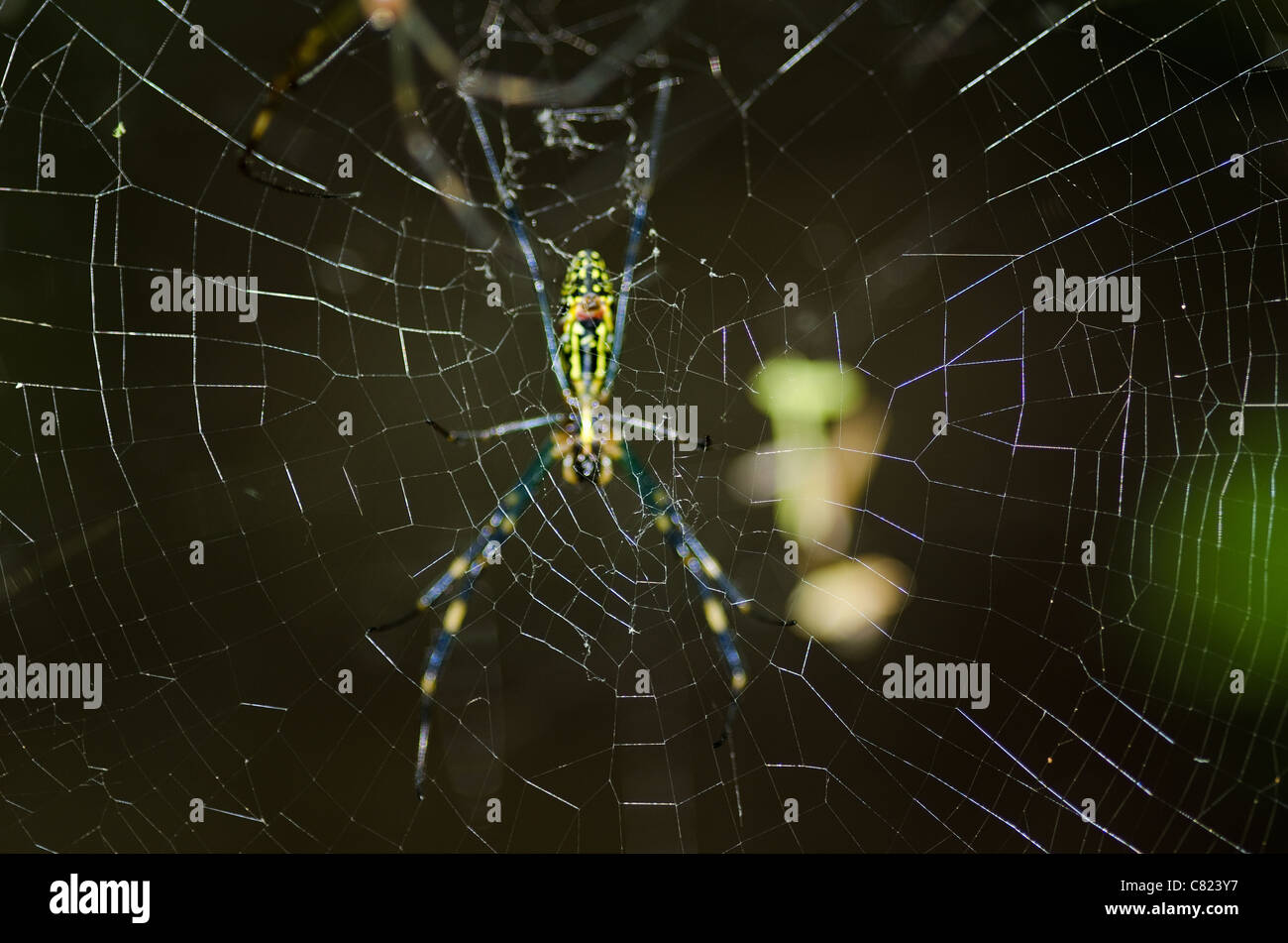 Femmina di una seta dorata orb-Weaver, nephila clavata sulla sua rete Foto Stock