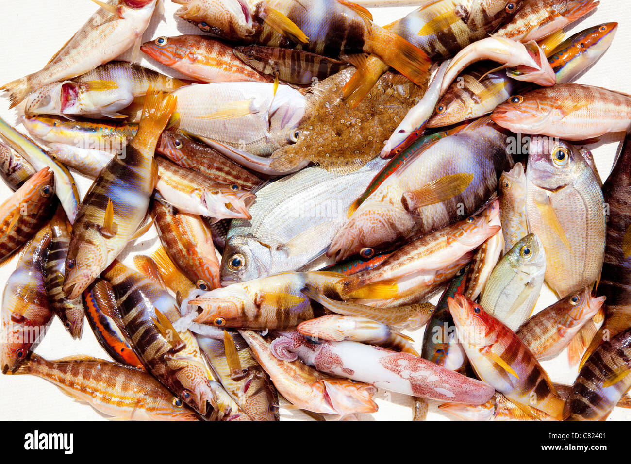 Cattura del pesce nel Mediterraneo orate roack Calamaro Pesci Foto Stock