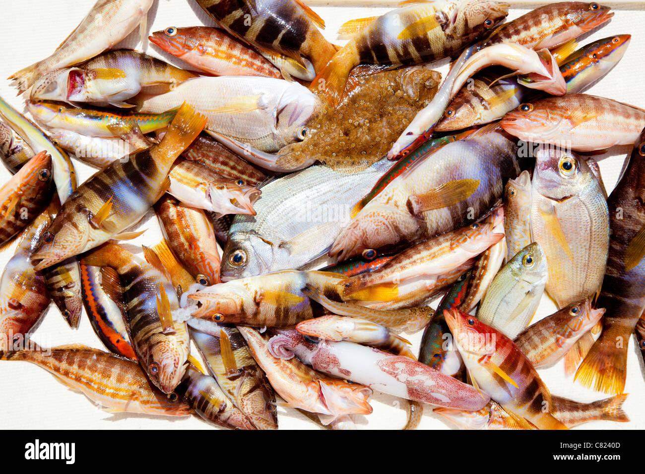 Cattura del pesce nel Mediterraneo orate roack Calamaro Pesci Foto Stock