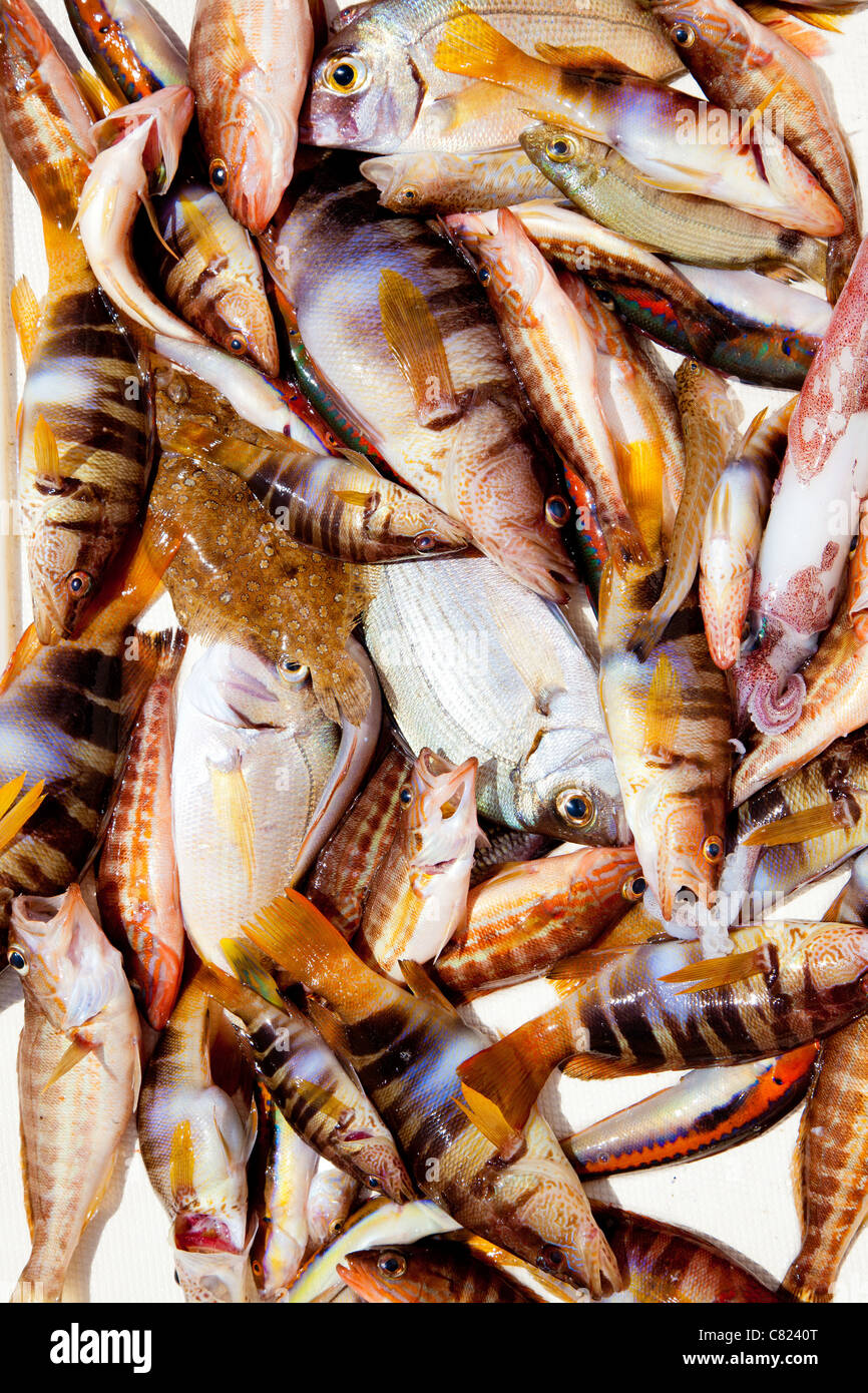 Cattura del pesce nel Mediterraneo orate di calamaro pesci di roccia Foto Stock