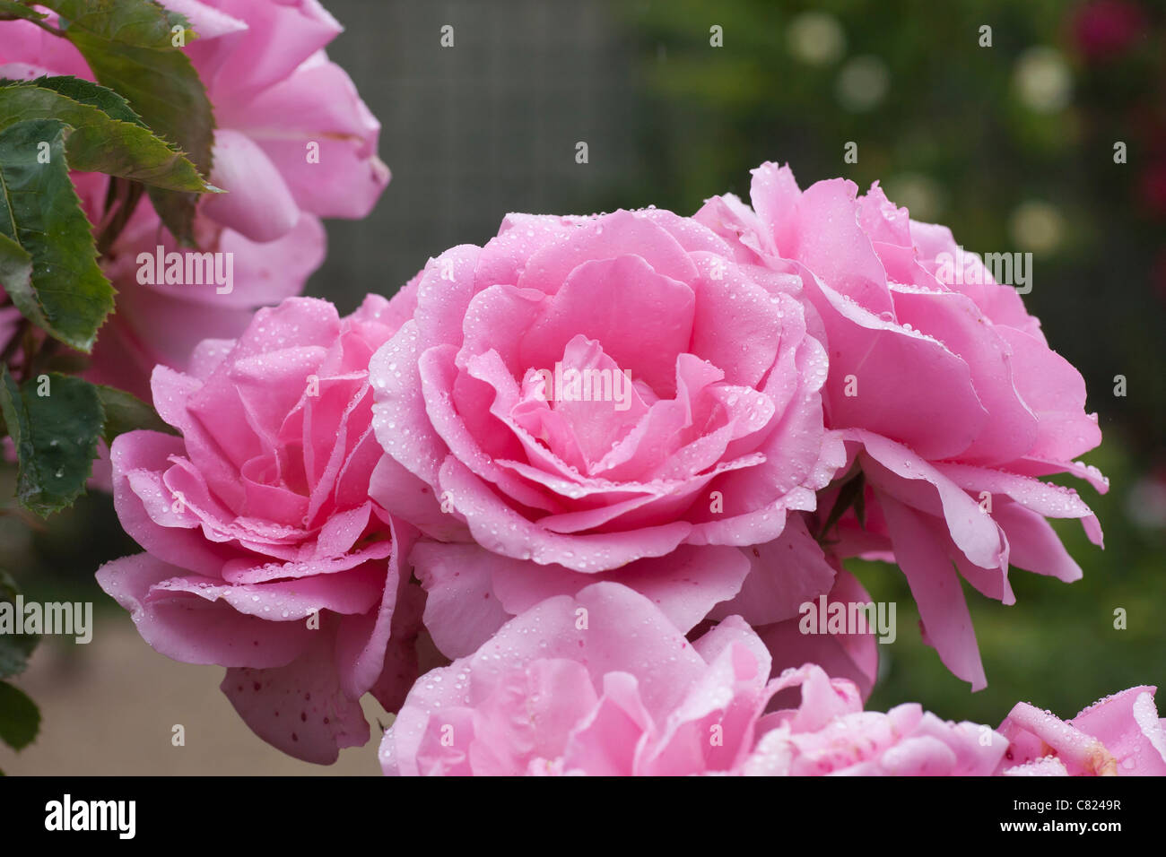 Rosa Jardins de Villandry Foto Stock