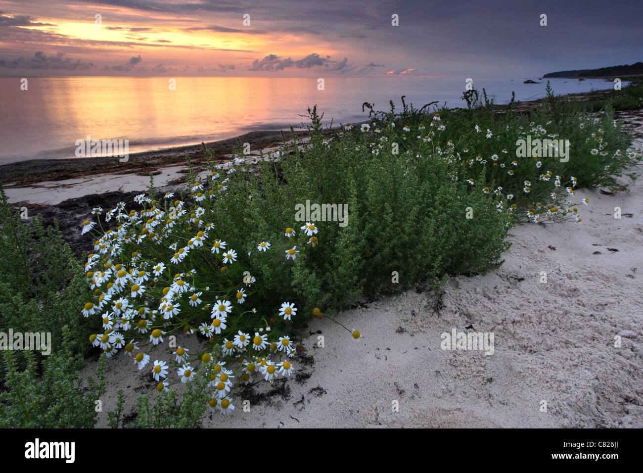 Blooming Mare (Mayweed Matricaria maritima) a costa baltica, Hiiumaa island, Estonia Foto Stock