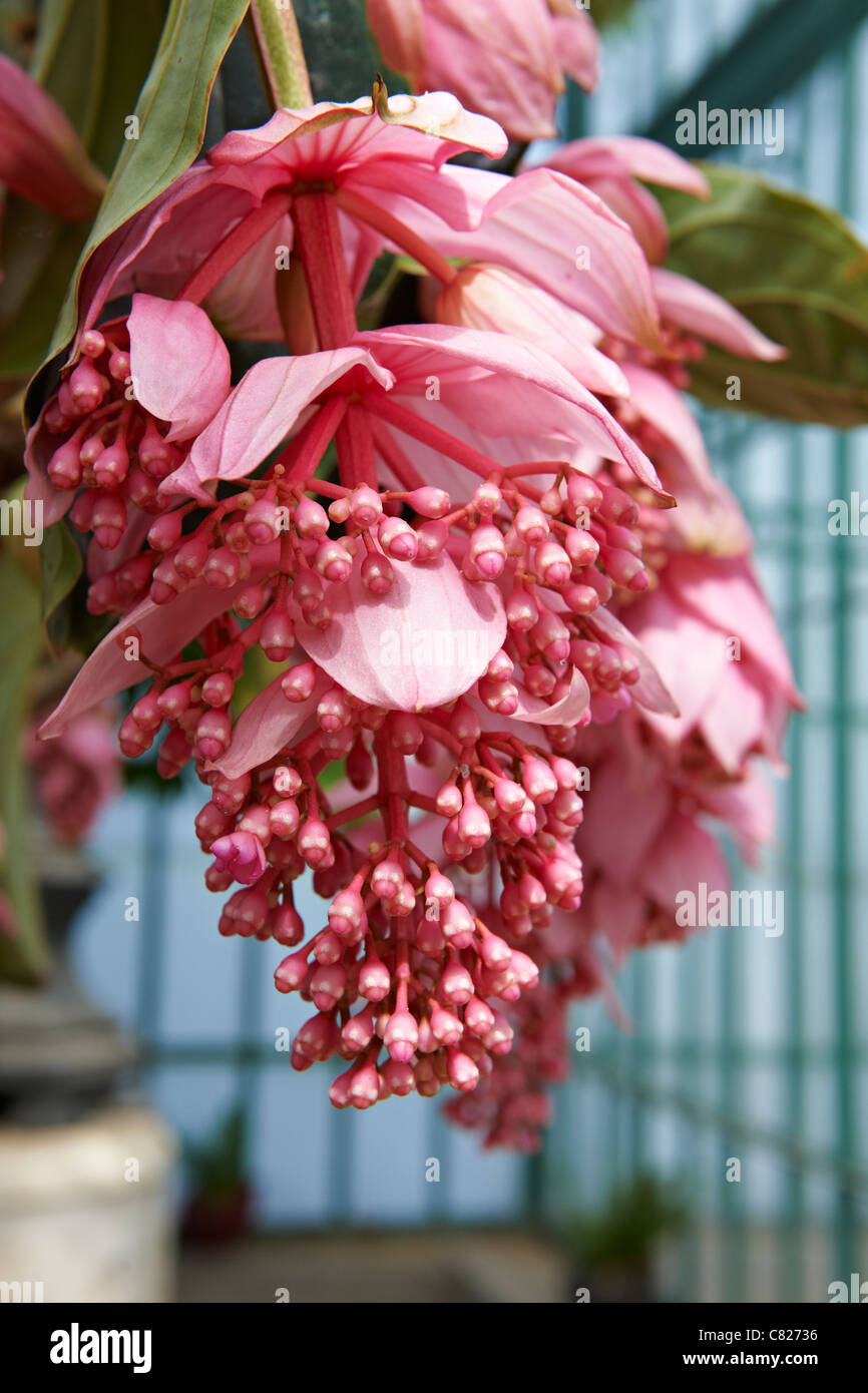 Medinilla magnifica, Serre Reali di Laeken, il Castello Reale di Laeken, Bruxelles, Belgio, Europa Foto Stock