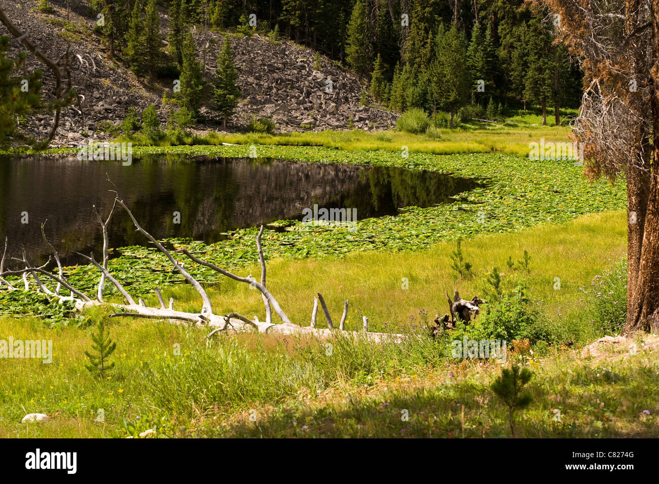 Albero morto vicino lago perduto in Area di Roosevelt il Parco Nazionale di Yellowstone Wyoming USA Foto Stock