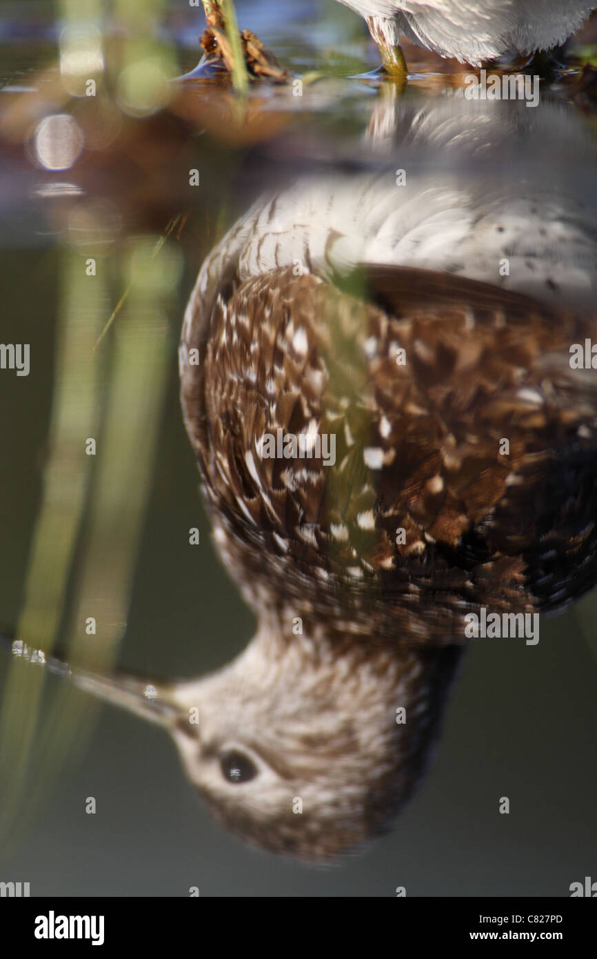 La riflessione di legno Sandpiper (Tringa glareola) in acqua. Foto Stock