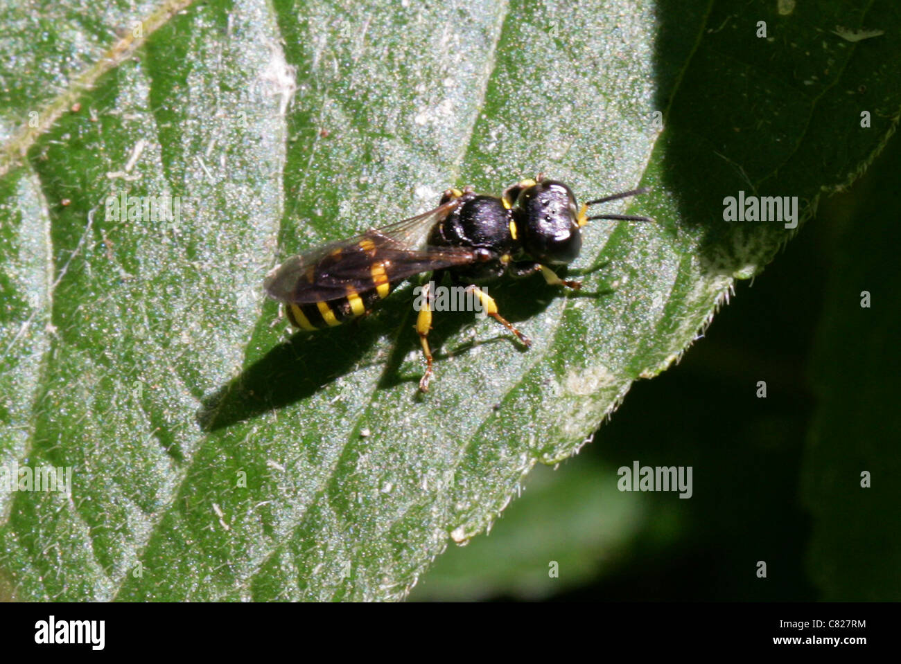Digger Wasp, Ectemnius continuus, Sphecidae, Apoidea, Apocrita, Hymenoptera Foto Stock