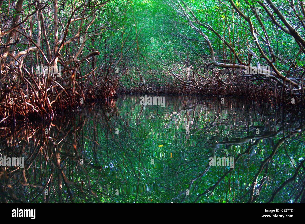 Palude di mangrovie nella riserva naturale di Las Cabezas de San Juan di Porto Rico Foto Stock