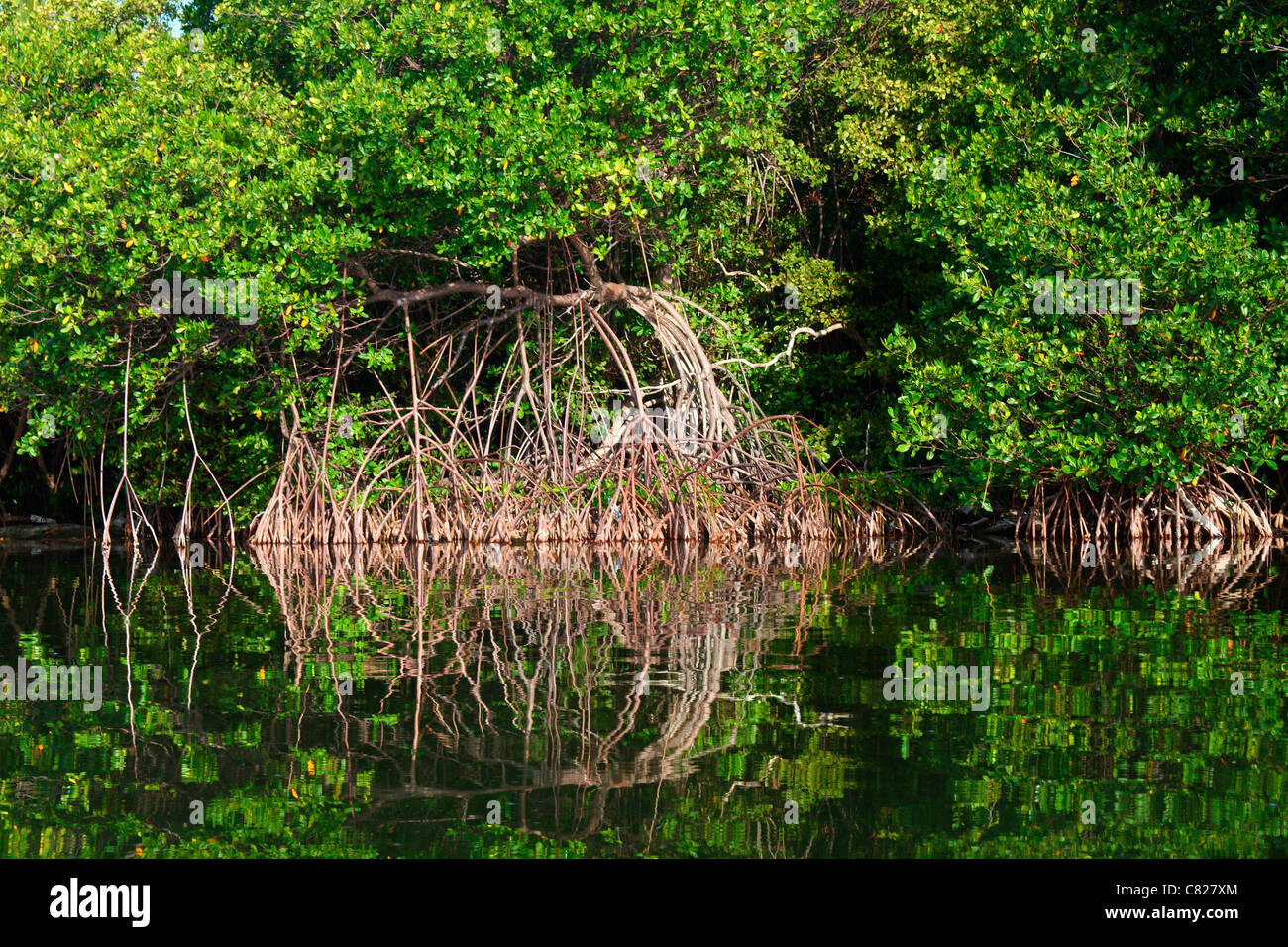 Palude di mangrovie nella riserva naturale di Las Cabezas de San Juan di Porto Rico Foto Stock