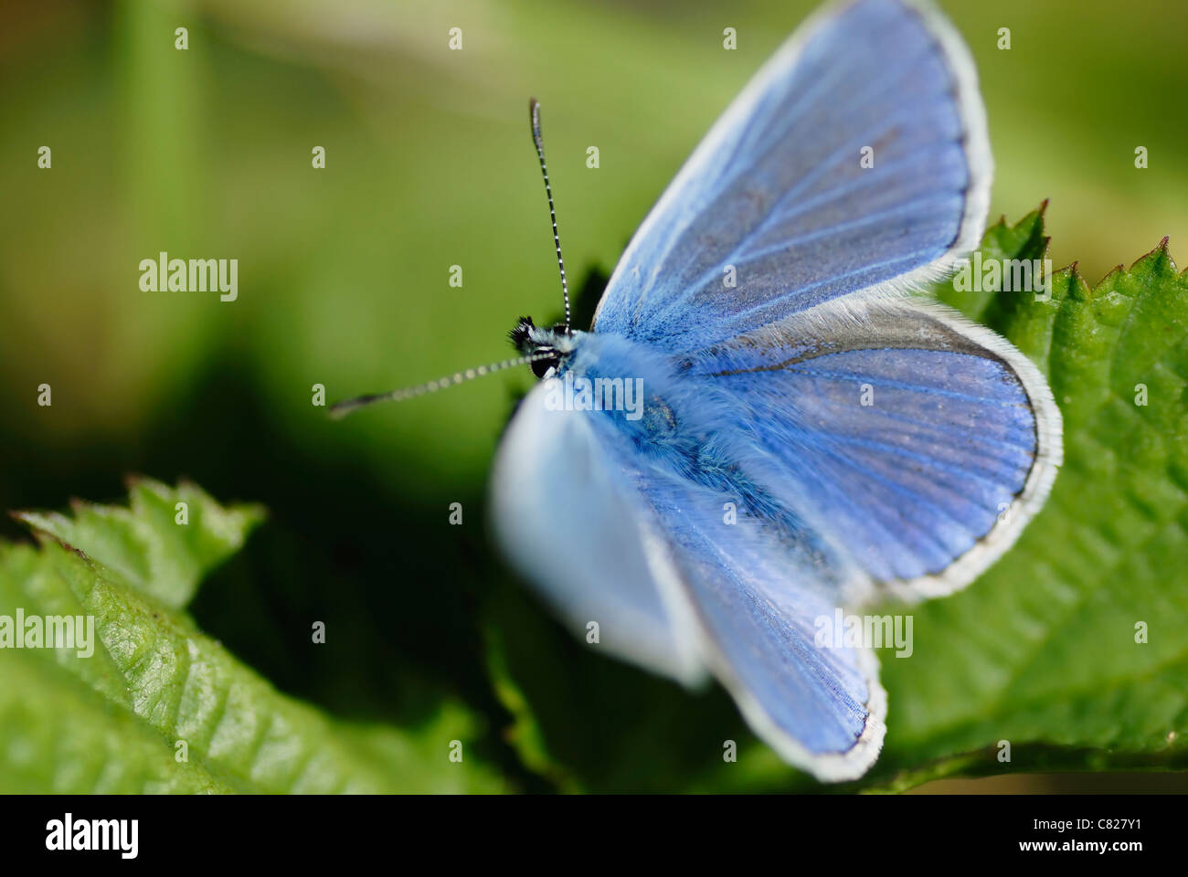 Blue Butterfly (Famiglia Lycaenidae) in presenza di luce solare. Foto Stock