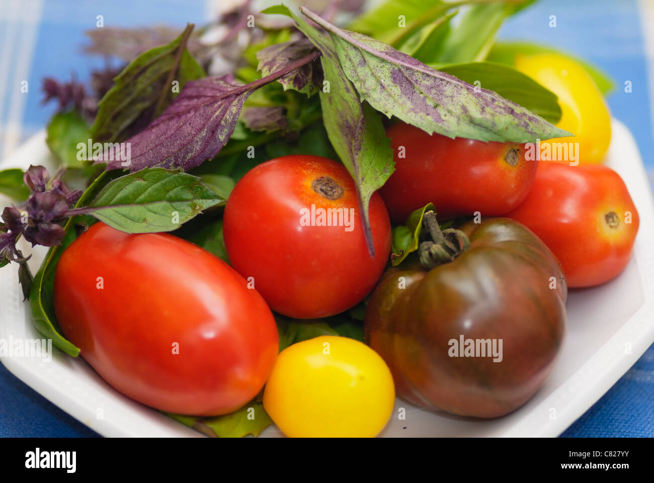 Misto di varietà di pomodoro e basilico Aristotele e regolari di grandi foglie verdi. Foto Stock