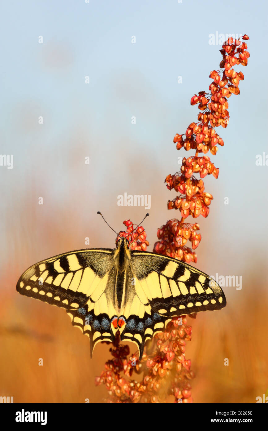 A coda di rondine (farfalla Papilio machaon). Europa Foto Stock