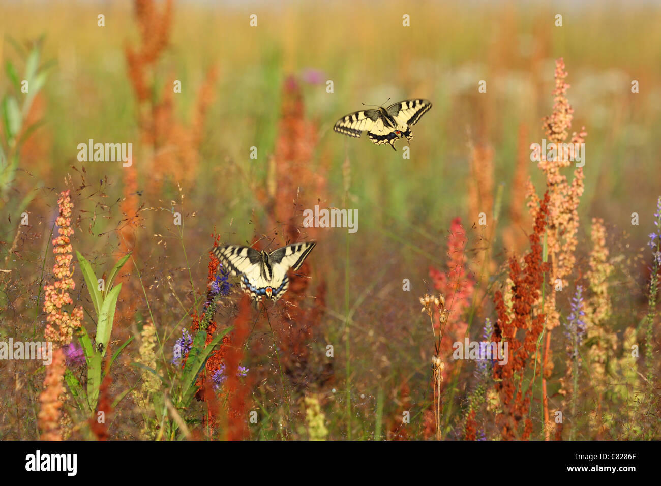 Coda forcuta farfalle in volo (Papilio machaon). Europa Foto Stock