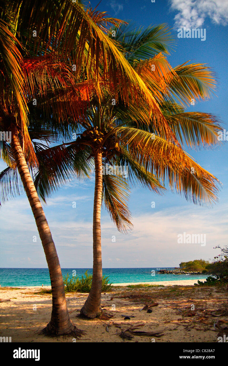Spiaggia paradisiaca nell'isola di Vieques in Puerto Rico. Foto Stock
