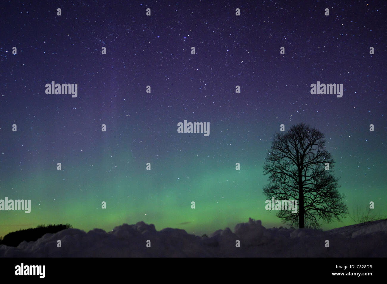 Albero con luci del nord (Aurora Boreale nel cielo. L'Estonia, l'Europa. Foto Stock