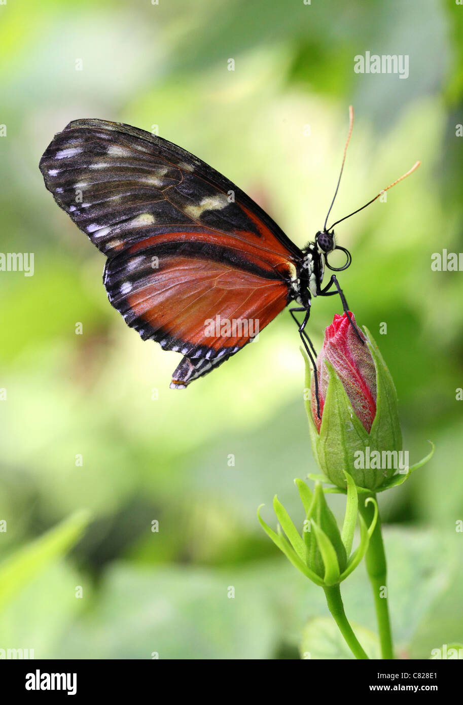 Portalettere butterfly appoggiata su di un fiore chiuso Foto Stock