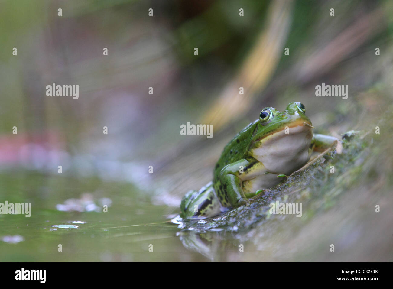 Waterfrog (Rana esculenta). Europa Foto Stock