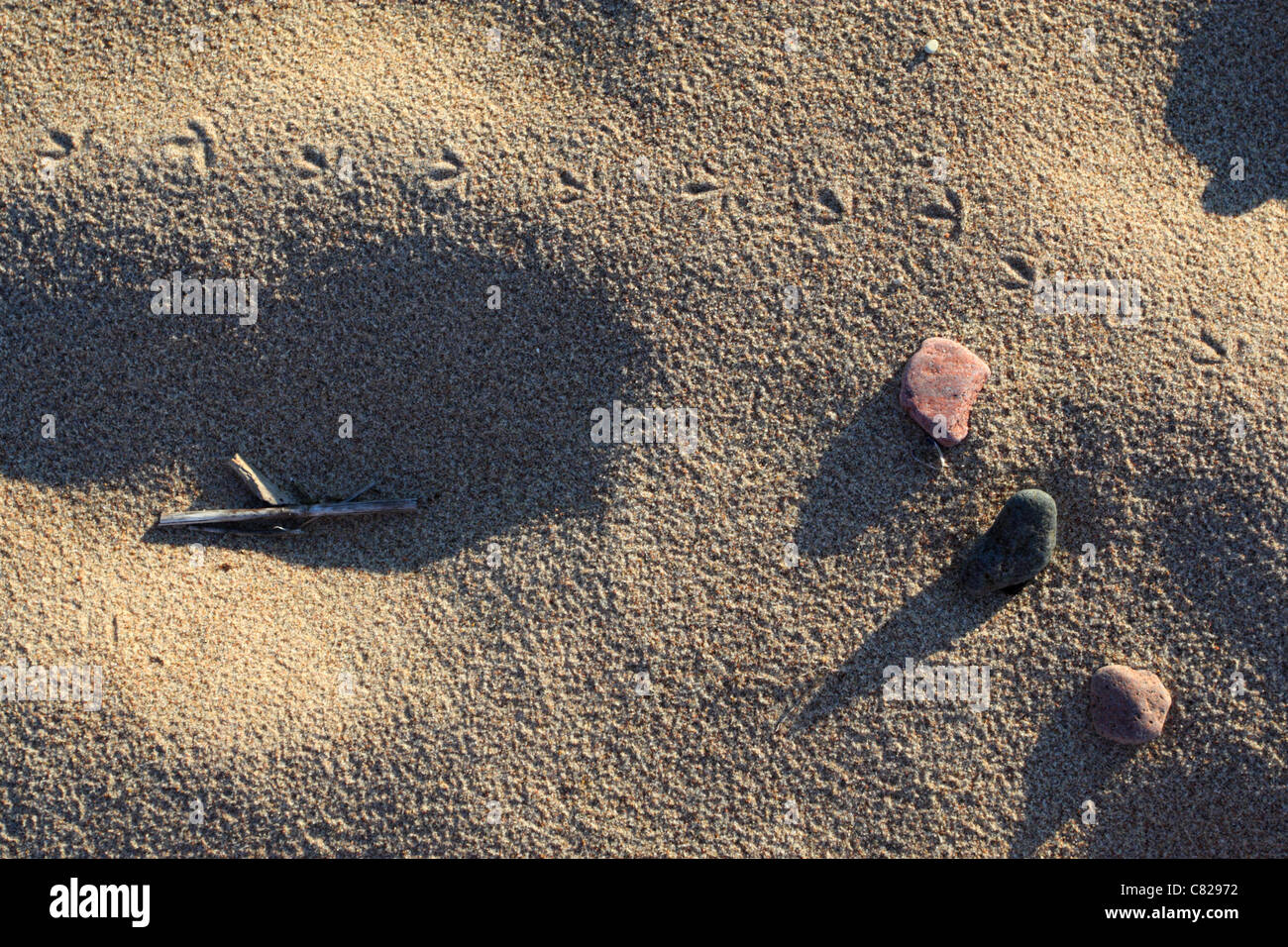 Tracce di uccelli sulla sabbia. Giochi di luce e ombra. Foto Stock
