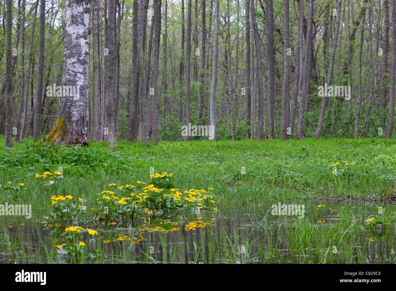 Giallo fiore di palude (Marigold Caltha palustris) nella foresta Puise, Matsalu Natura Park, Estonia Foto Stock