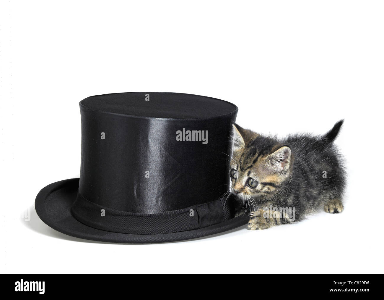Studio fotografico di un gattino furtività un black top hat, isolato su bianco Foto Stock